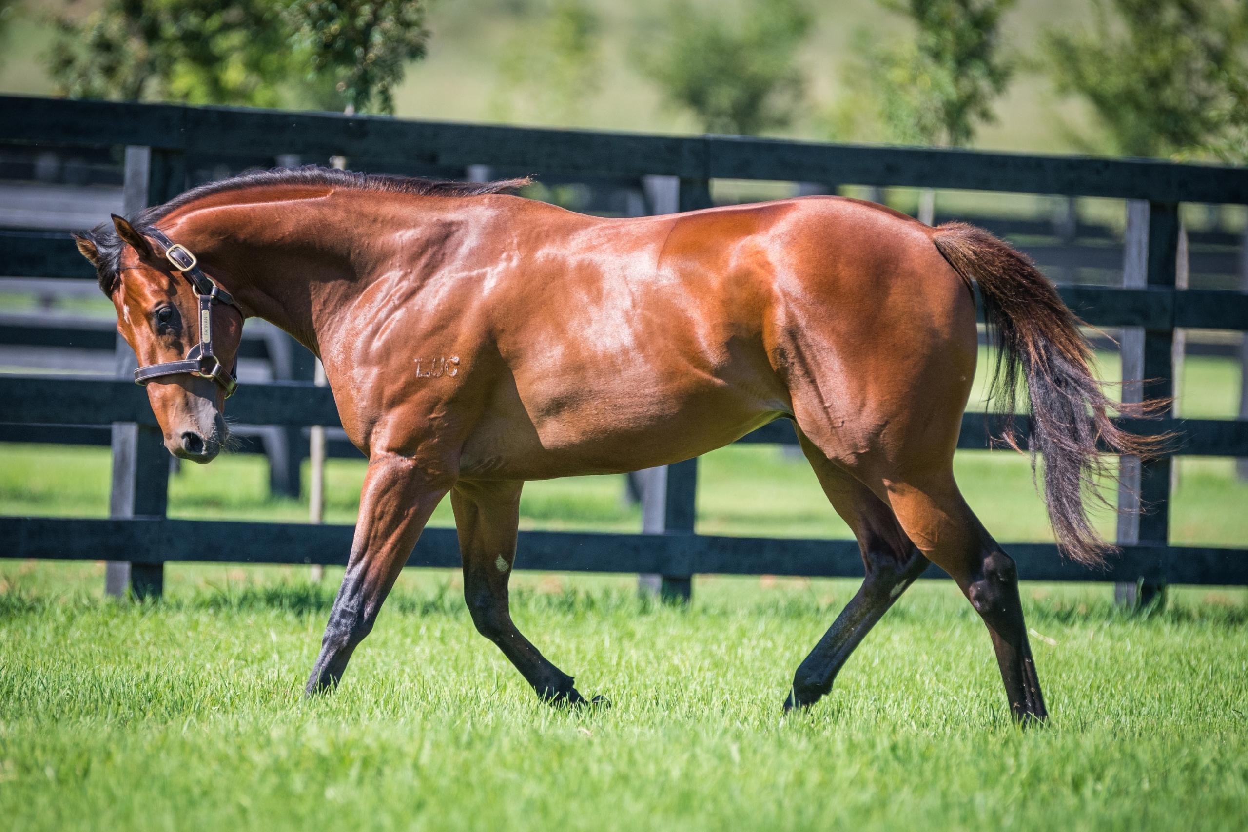 G1 Golden Slipper winning Champion 2YO Farnan